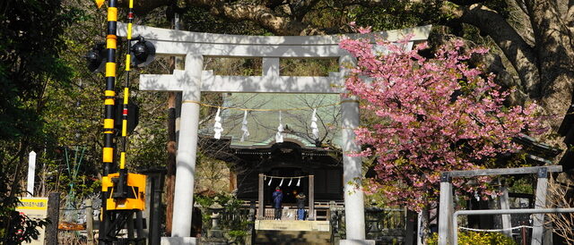 御霊神社の梅